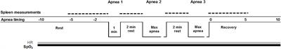 Spleen Size and Function in Sherpa Living High, Sherpa Living Low and Nepalese Lowlanders